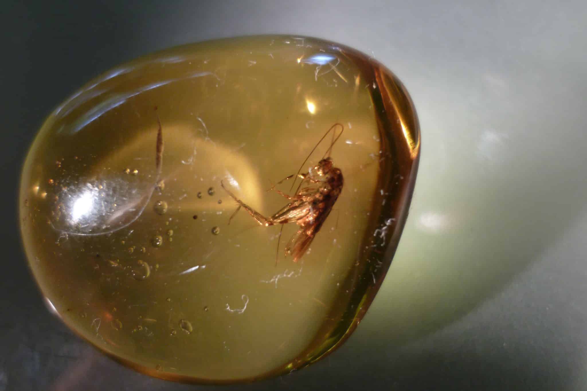 Fossil in Dominican amber
